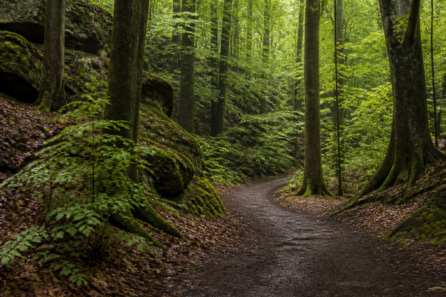 Buchenwaldweg mit weichem Licht in Franken